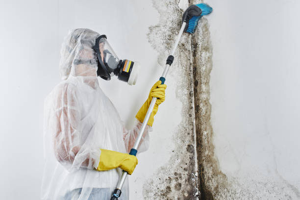 Best Industrial Mold Remediation in Lester Prairie, MN