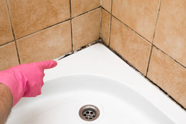 Best White Mold Remediation in Lester Prairie, MN